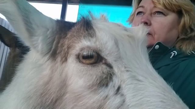 Сколько коз можно держать без потери по надоям?Шахматный турнир♟️Овощной ужин у КОЗ? смотреть онлайн