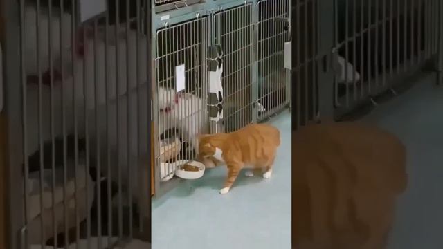 Особое положение смотреть онлайн