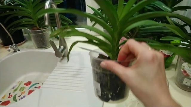 Rhynchostylis gigantea_2часть смотреть онлайн