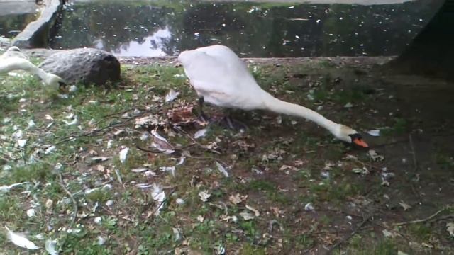 Как хотели забрать лебедя смотреть онлайн