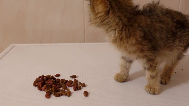 Чудесные маленькие 2 котенка брошенные хозяевами смотреть онлайн