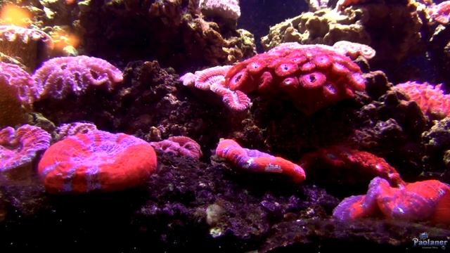 Ленинградский зоопарк. Подводный мир (2021) смотреть онлайн