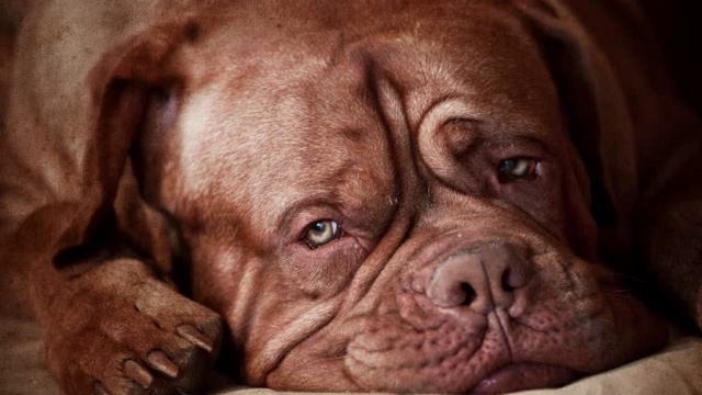Все породы собак.Бордоский дог (Французский мастиф) (Dogue De Bordeaux) смотреть онлайн