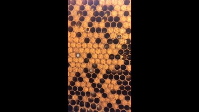 Рождение пчелы смотреть онлайн