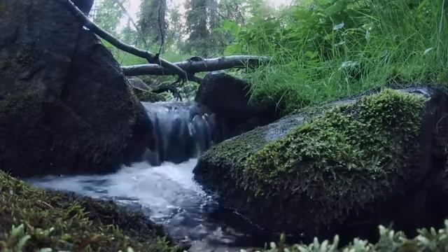 Лесной ручей. Источник, Звук ручья, Шум ручья, Звуки природы. Шум воды. Горный ручей. Полный релакс смотреть онлайн