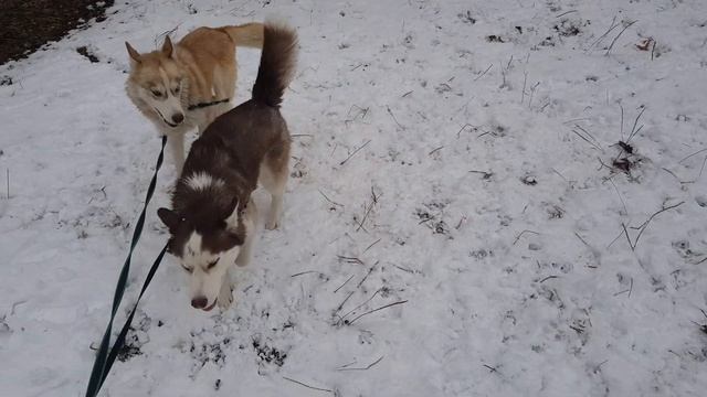 Питание для Хаски смотреть онлайн