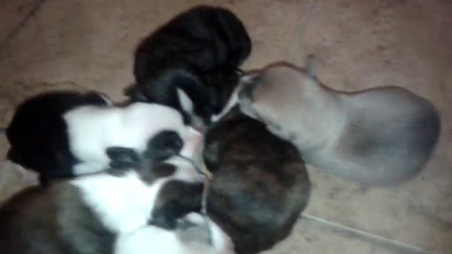 Vendo cachorros cruza pitbull/labrador baratos смотреть онлайн