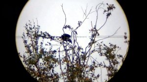 Как Леший 2 Ворон Папиросами угощал. Охота на Ворону. Crow Hunting 2022. Кроухантинг. Jack Hunter.