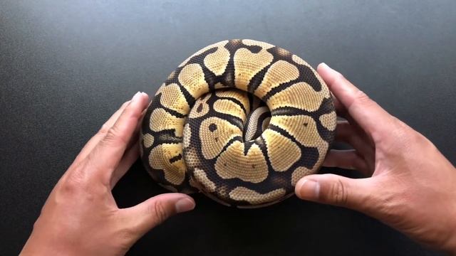 VPI Axanthic Puzzle Ball Python Project смотреть онлайн