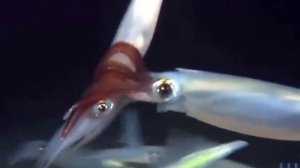 Красивое видео. Жизнь в океане.