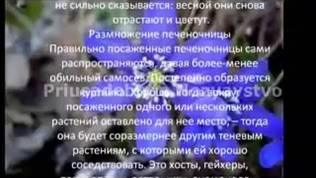 Многолетние цветы для сада Печеночница благородная смотреть онлайн