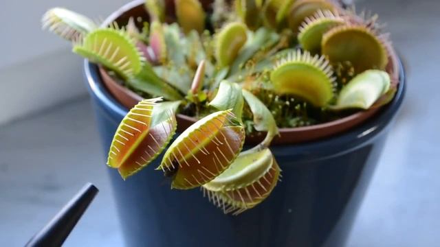 Кормление Венериной мухоловки живой мухой смотреть онлайн