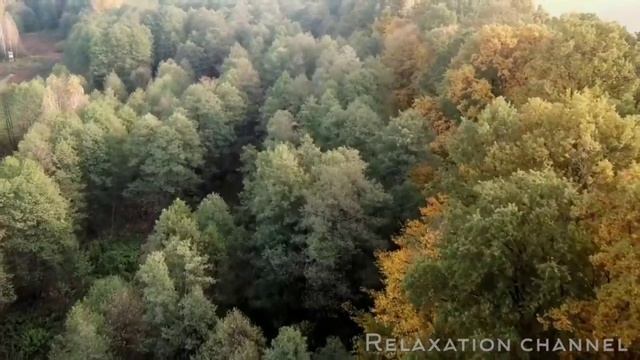 Forest (original Beautiful Music)