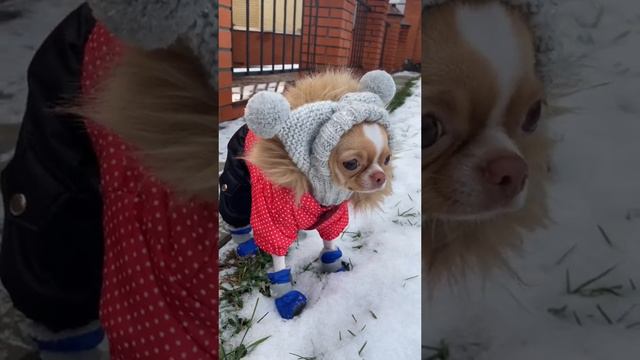 Чихуахуа. На ручки хочу! смотреть онлайн