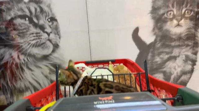 Leopold on a shopping spree: Funny adventures of a cat in a store смотреть онлайн