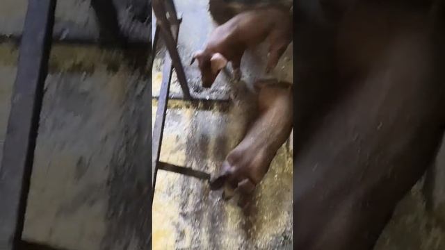 Поросята породы дюрок на продажу. Только хрячки. смотреть онлайн