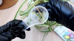 ЭФФЕКТИВНЫЙ МЕТОД борьбы с ЩИТОВКОЙ на комнатных растениях