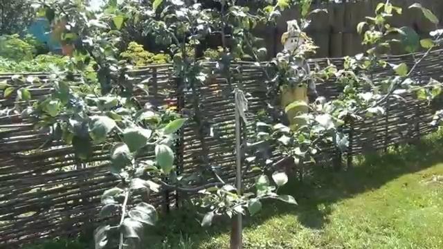 Выбираем яблоню. Лучшие сорта яблонь Мельба, Мантет и другие.mp4 смотреть онлайн