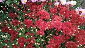 Юрий Гагарин. Обильноцветущий зимостойкий сорт корейской хризантемы.