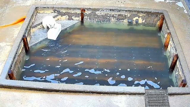 Медвежата еще не совсем проснулись#Toledo Zoo смотреть онлайн