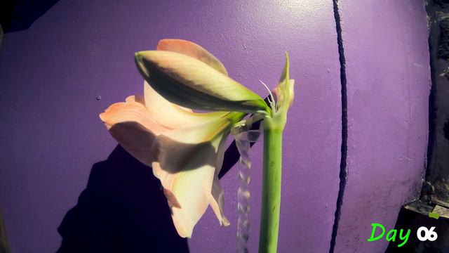 Amaryllis Time Lapse - Blooming / Flowering (Hippeastrum, Ritarinkukka) смотреть онлайн