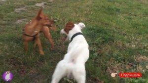 Моя Новая подружка ? ЛОКИ БОБО влюбился