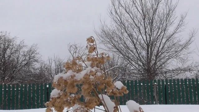 МОИ КРОЛИКИ , ВЕНСКИЕ ГОЛУБЫЕ смотреть онлайн