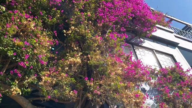 Lombard Street San Francisco.The Most Curved Road In The World #sanfrancisco #lombardstreet смотреть онлайн