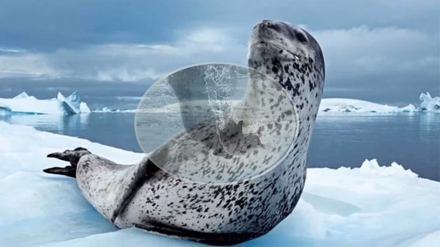 АНТАРКТИДА ЖИВОТНЫЙ МИР смотреть онлайн