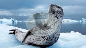 АНТАРКТИДА ЖИВОТНЫЙ МИР