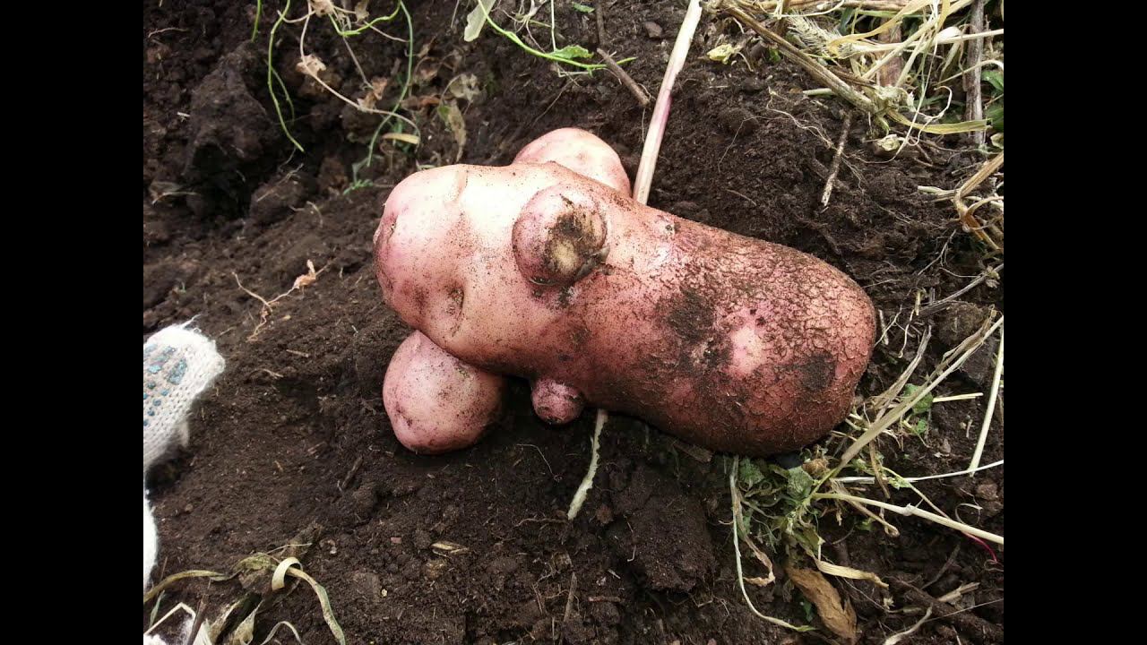 Случайные прикольные фотки /Random funny pictures / 随机有趣的图片 /随机有趣的图片 смотреть онлайн