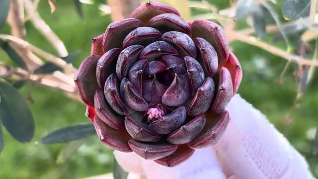 Echeveria Black Eyes смотреть онлайн
