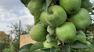 Карликовые яблони. Карликовая яблоня описание. Карликовая колоновидная яблоня.