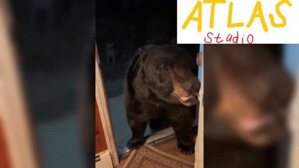 Чита Фредди Фазбер мем