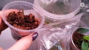 Как размножила алоказию клубнями в домашних условиях. Уход за клубнями и детками алоказии Полли.