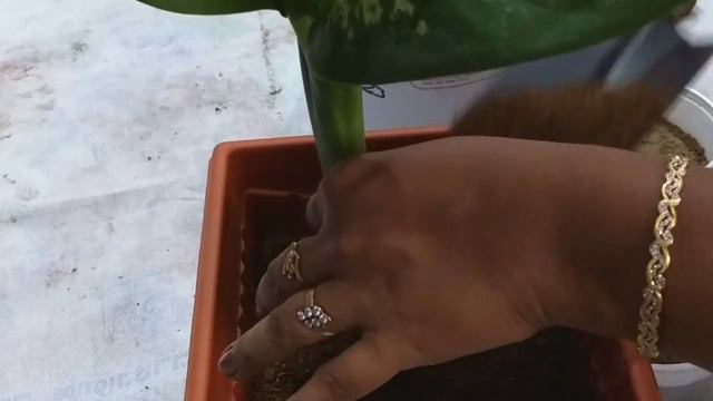 Dieffenbachia/Dumb cane Propagation and care || ஒரு செடியிலிருந்து பல செடிகள் உருவாக்குவது எப்படி? смотреть онлайн