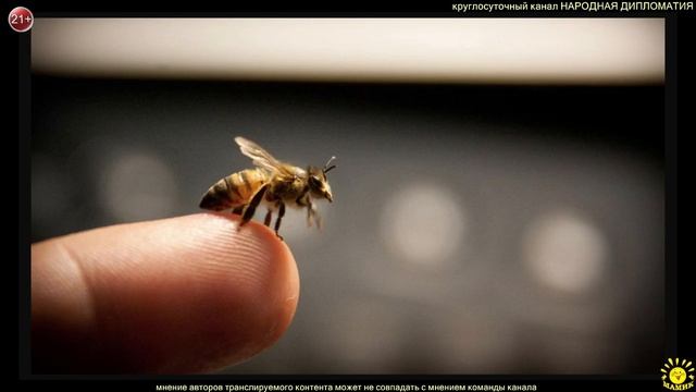 С. Трифонов. Детские рассказы на ночь. Мёд смотреть онлайн