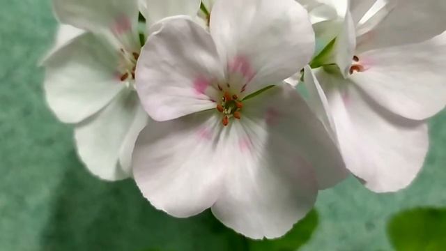 Лучшие сортовые пеларгонии.Вирус? ! Такая нежная пеларгония из серии Edwards - Edwards Calico ! смотреть онлайн