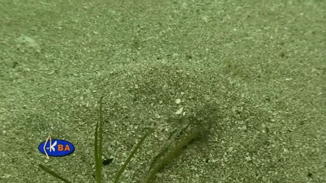 Леопардовый лысун. Рыбы Черного моря. Pomatoschistus marmoratus Marbled goby смотреть онлайн