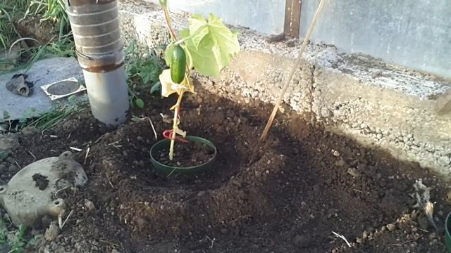 ✅ Супер способ! Выращивания огурцов в Сибири! смотреть онлайн