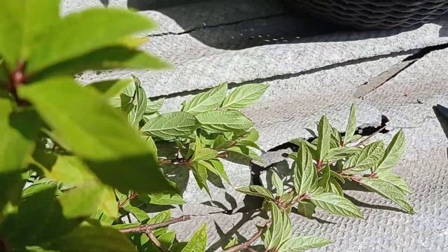 Обзор и формовка новой гортензии Тардива смотреть онлайн