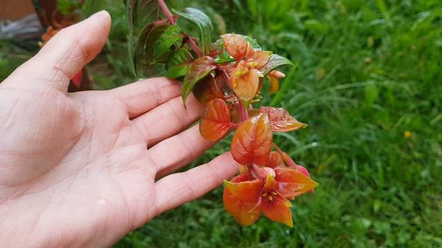 Fuksja Jesienna (Ułanka) / Fuchsia Autumnale