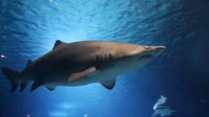 Рыбы Энциклопедия для детей