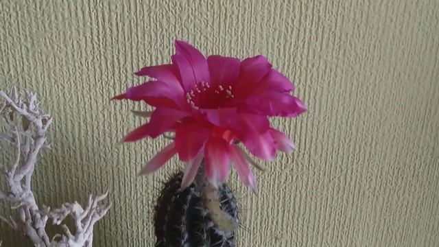 гибридный эхинопсис вторая серия смотреть онлайн