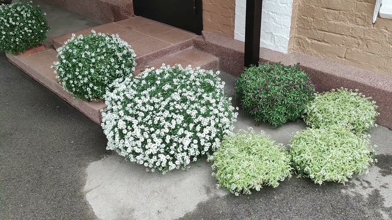 Только так можно сохранить вегетативный алиссум Сноу принцесс до весны . Условия для зимовки в доме. смотреть онлайн