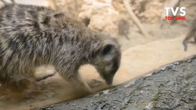 Самые симпатичные животные и рыбки Воронежский океанариум Сити парк Град смотреть онлайн