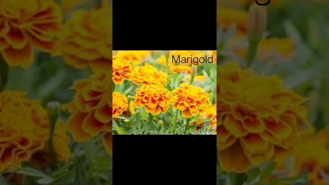 The Magic Garden | class 3 | Marigold NCERT Book смотреть онлайн