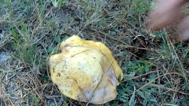 Suillus Granulatus смотреть онлайн
