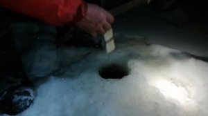 Рыбалка, река Тавда.  Язь на Куринную печень.