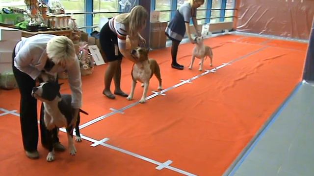 CACIB LPP show in Ledovy 05-05-2012.mpg смотреть онлайн